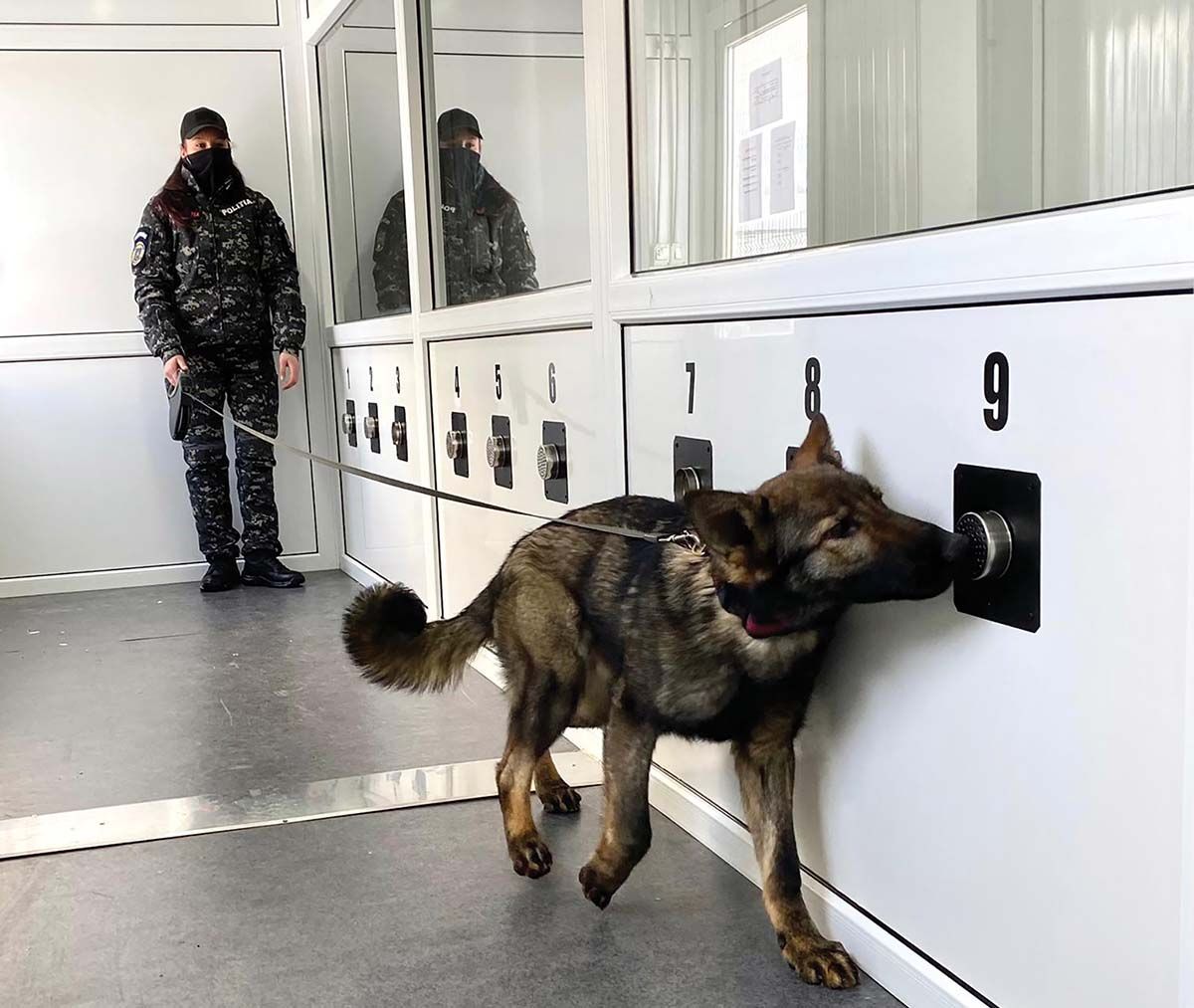 Câini antrenaţi  la Sibiu pentru  a detecta  COVID-19