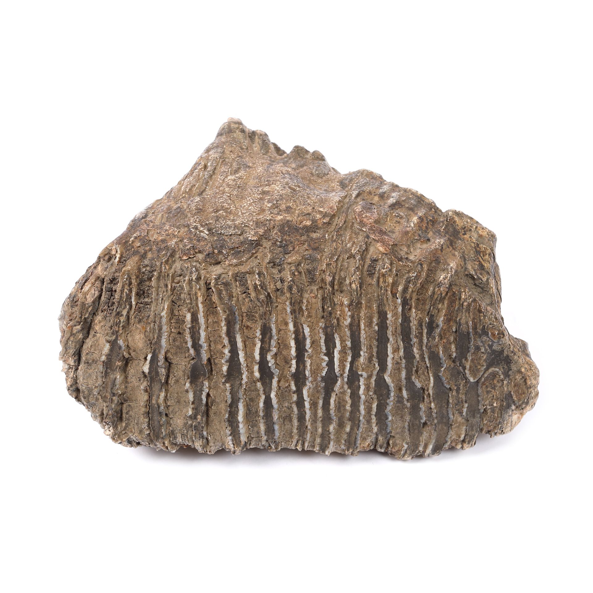 Molar de mamut fosilizat, însoțit de certificat de la Institutul Geologic al României, 100.000 ani vechime