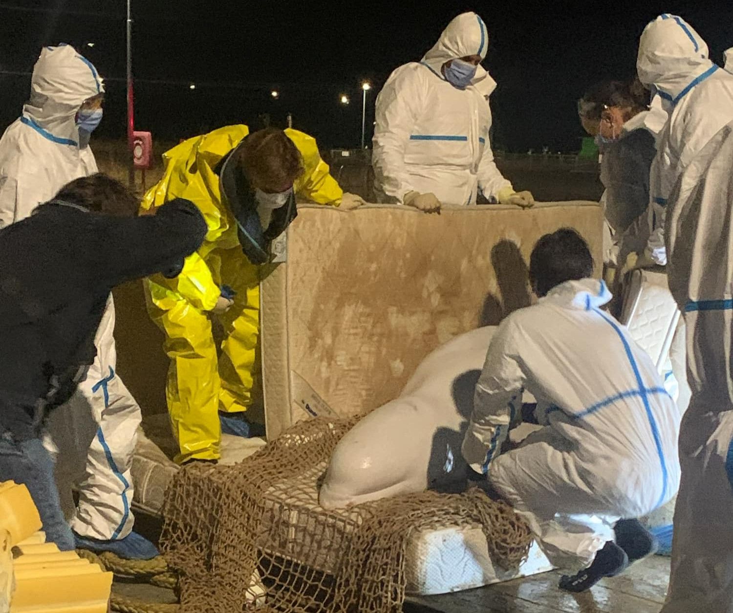 Beluga scoasă din Sena printr-o amplă operațiune de salvare a murit