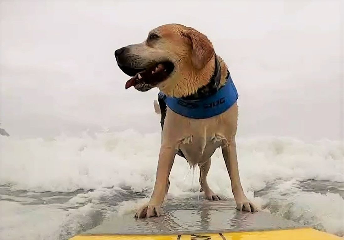 campionat-surf-canin1
