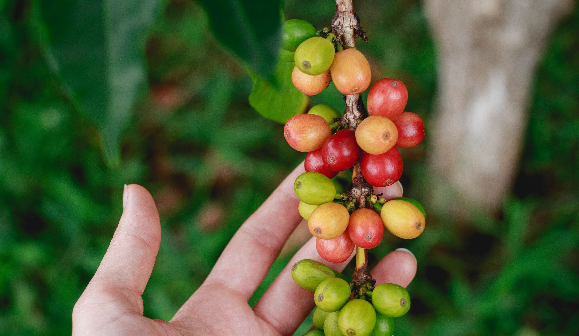 Producția de cafea: plan pentru stimularea practicilor agricole regenerative