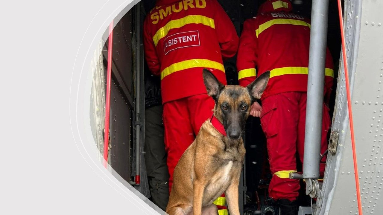 Noi echipe om-câine se duc în Turcia pentru căutarea celor prinși sub dărâmături