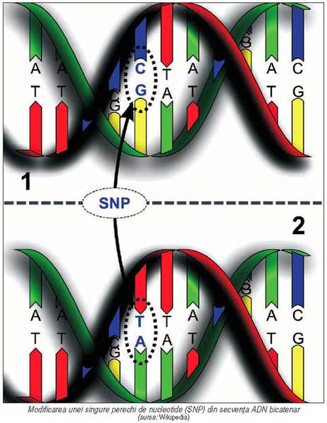Variaţiile structurale ale genomului uman - baza medicinii personalizate (1)
