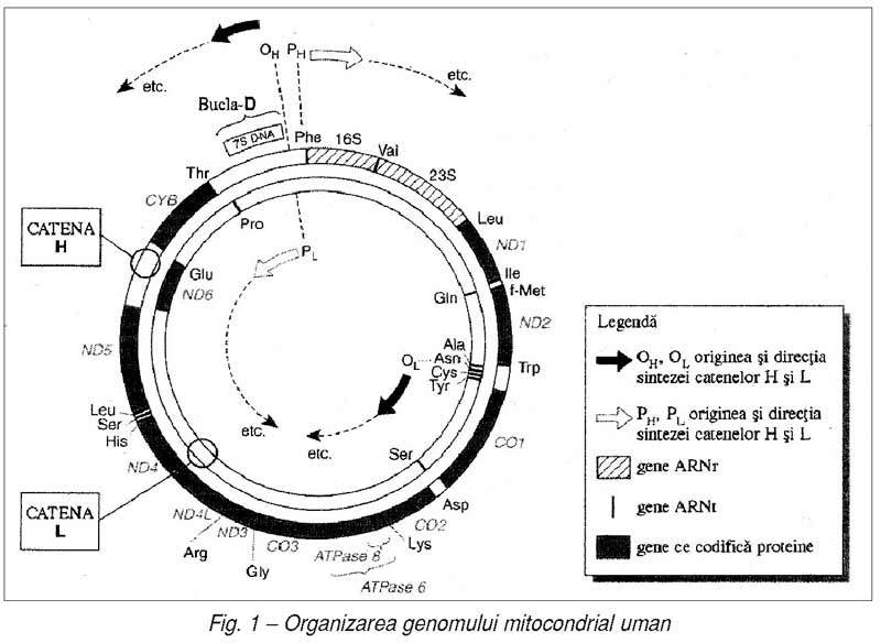 Genomul mitocondrial şi implicarea mitocondriilor în patologia umană