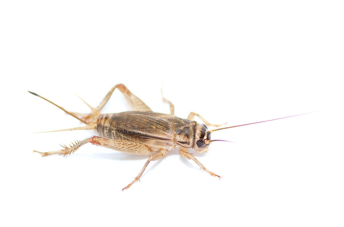Greierele de casă, a treia insectă autorizată ca ingredient alimentar pe piața UE