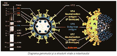 Infectia cu rotavirusuri
