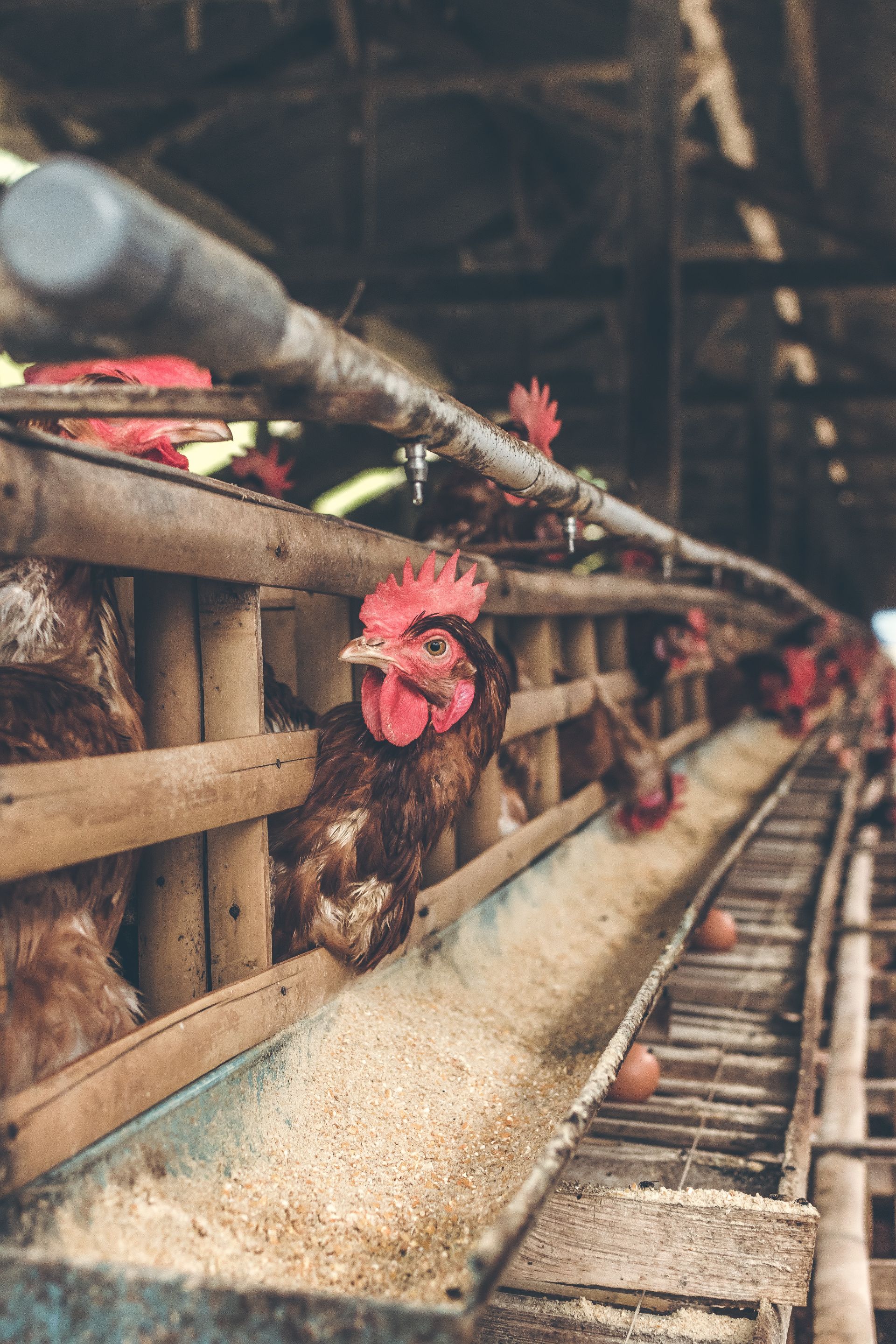 rezistenta antimicrobiene industrie alimentara animale antibiotice