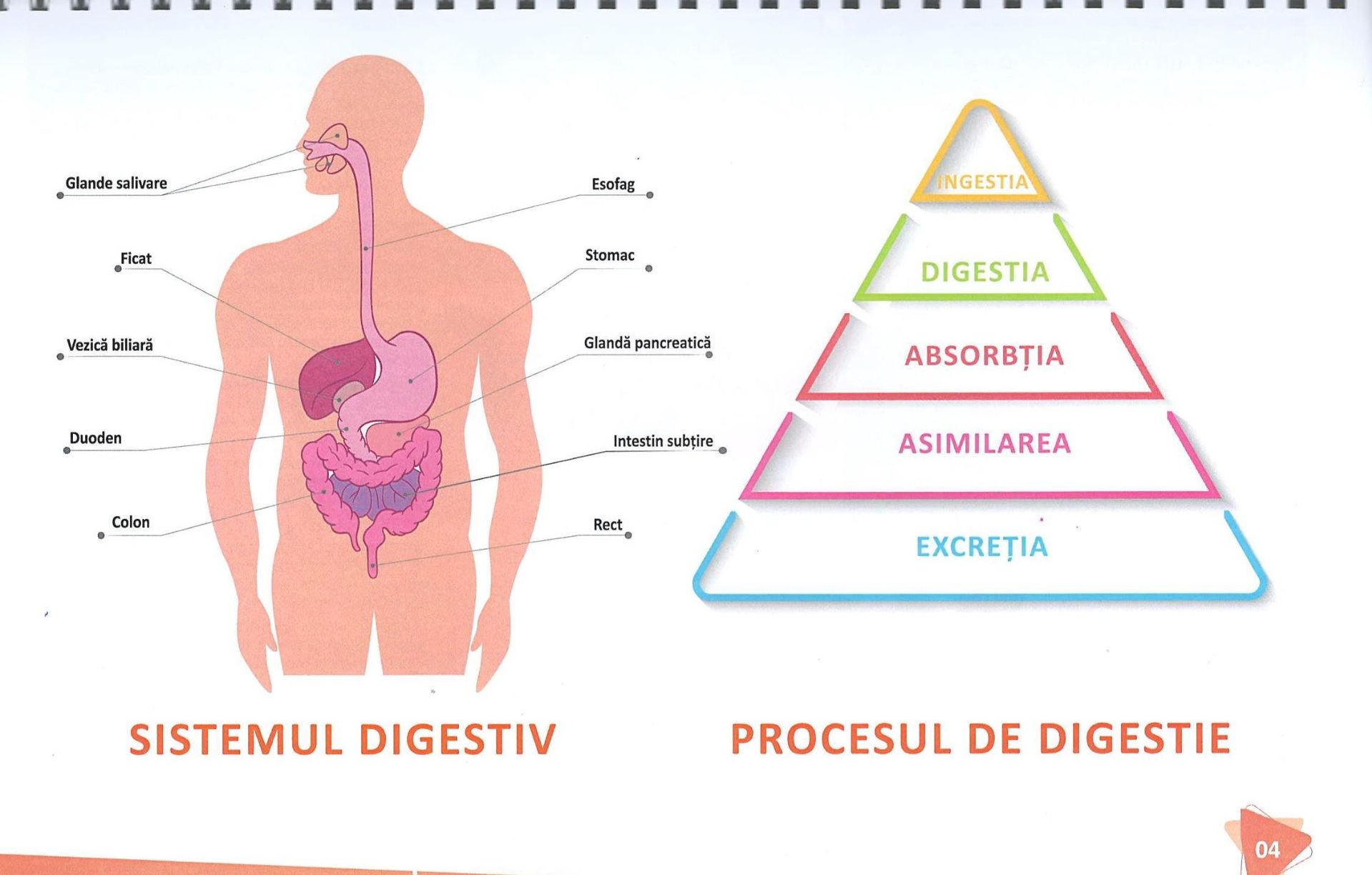 sistemul digestiv modif