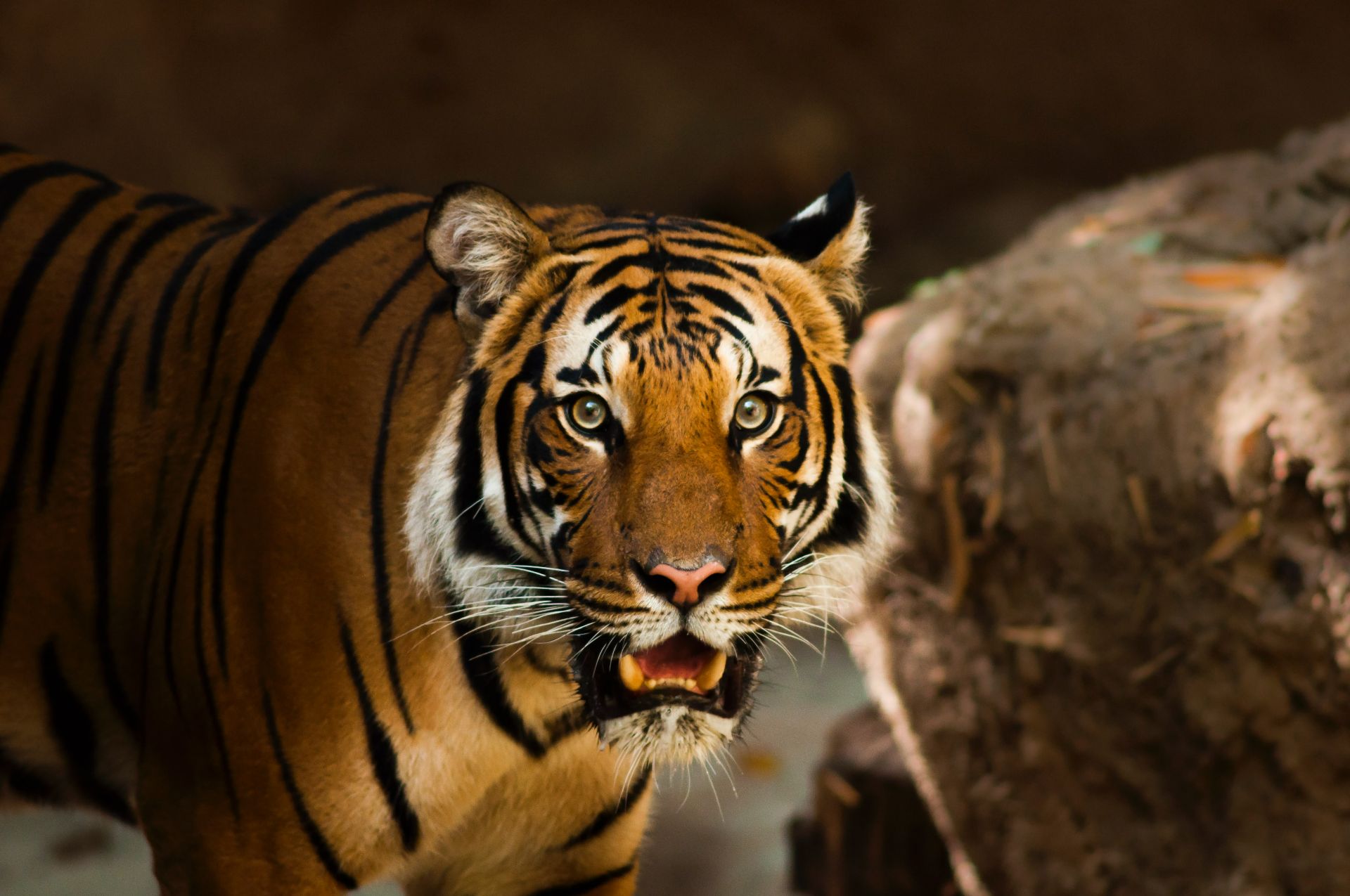Indonezia : doi tigri de Sumatra, depistați cu COVID-19