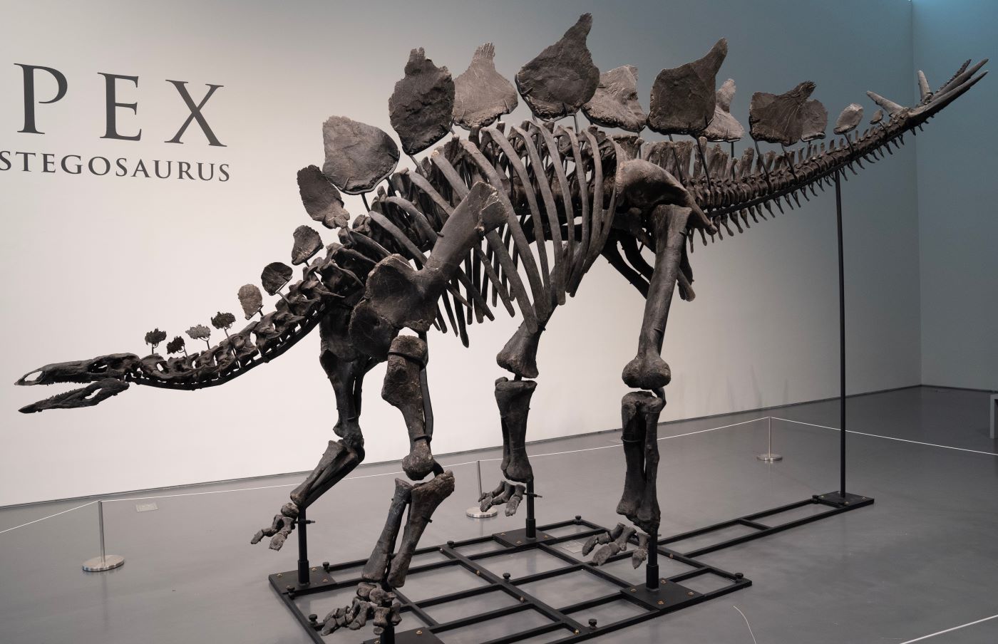 Cel mai scump schelet de dinozaur din lume, cumpărat cu 44,6 milioane de dolari 