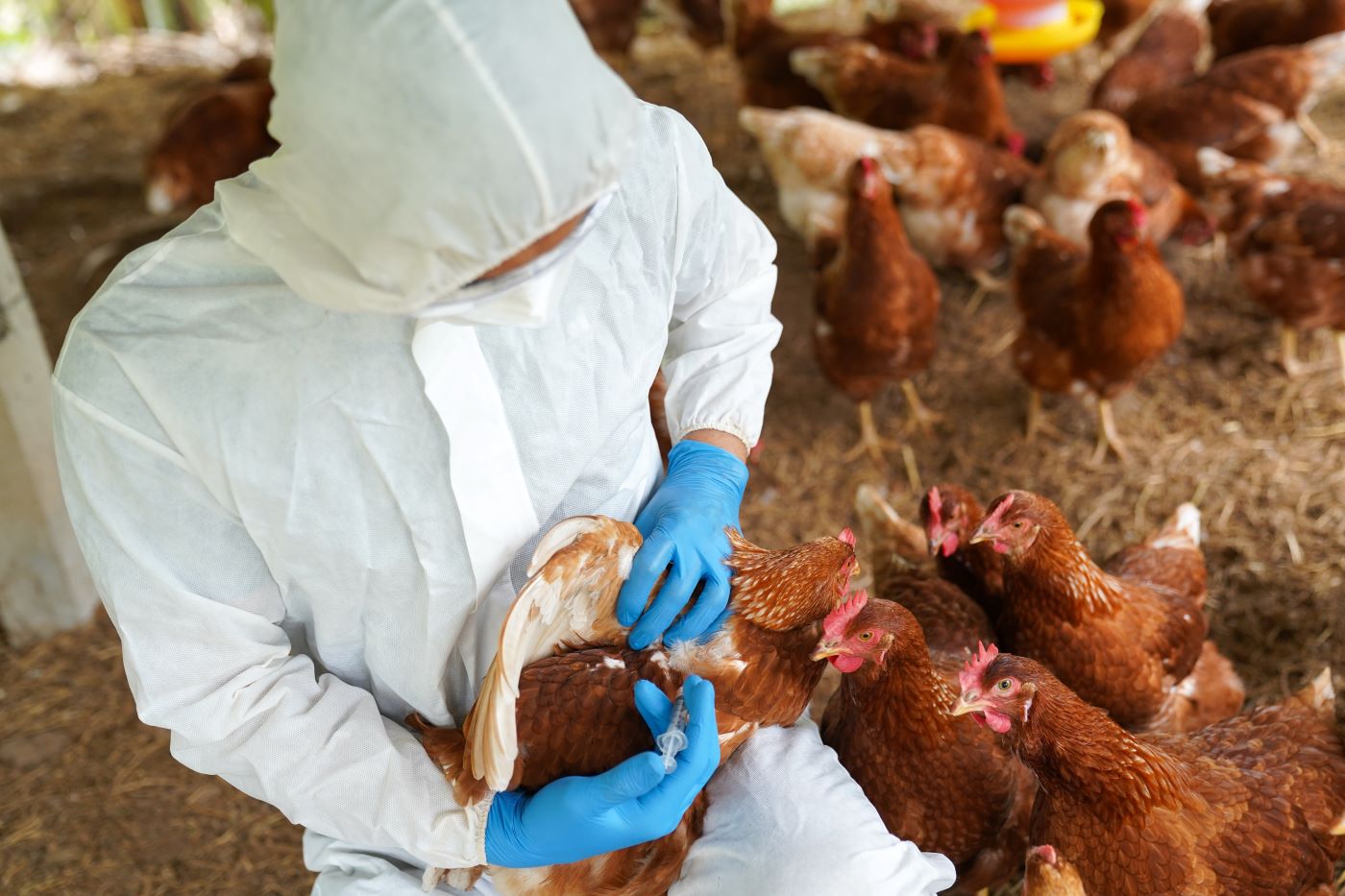 Compania Moderna dezvoltă un vaccin împotriva gripei aviare 