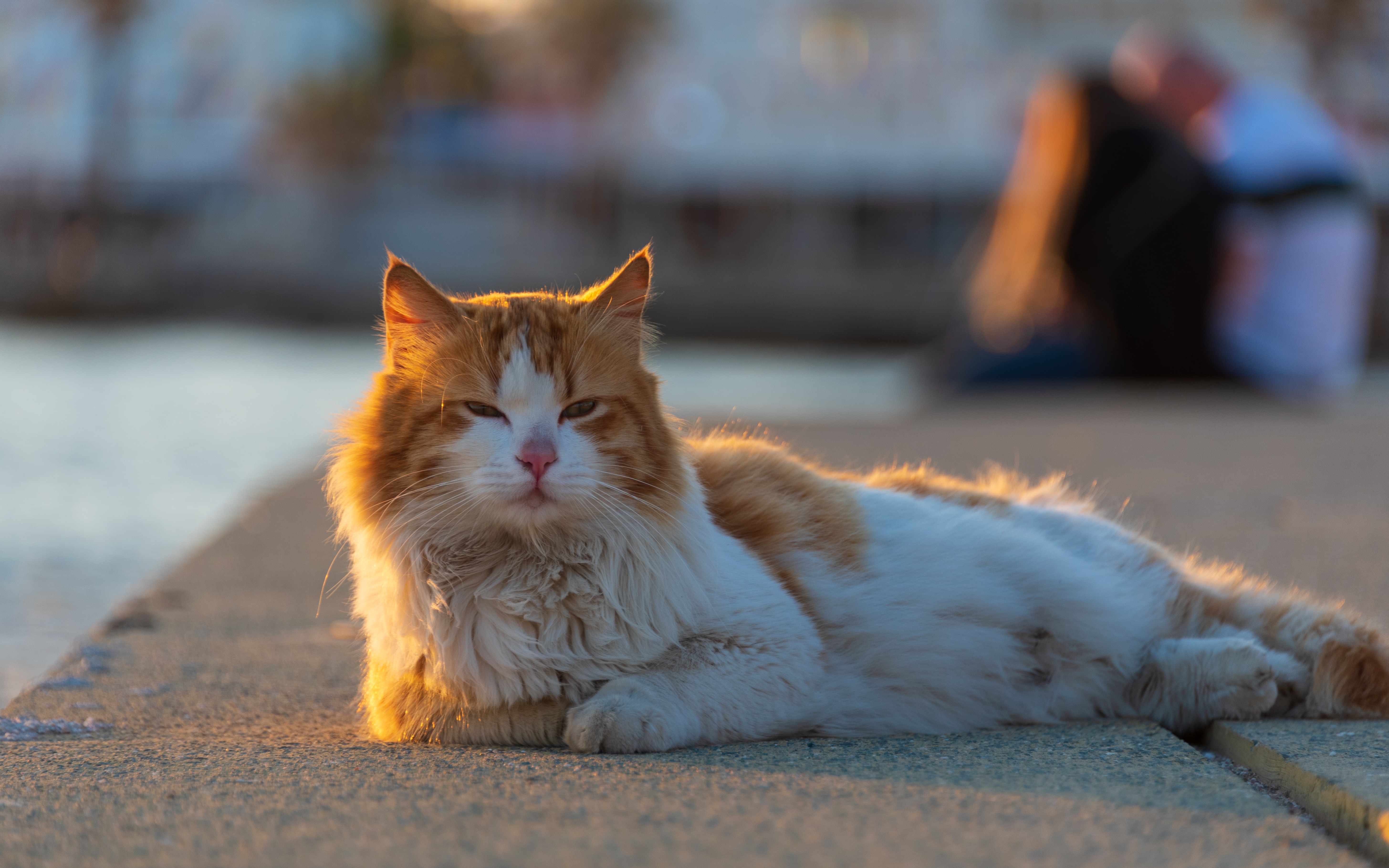 Cipru autorizează medicamente anti-COVID contra unei mutații virale mortale la pisici