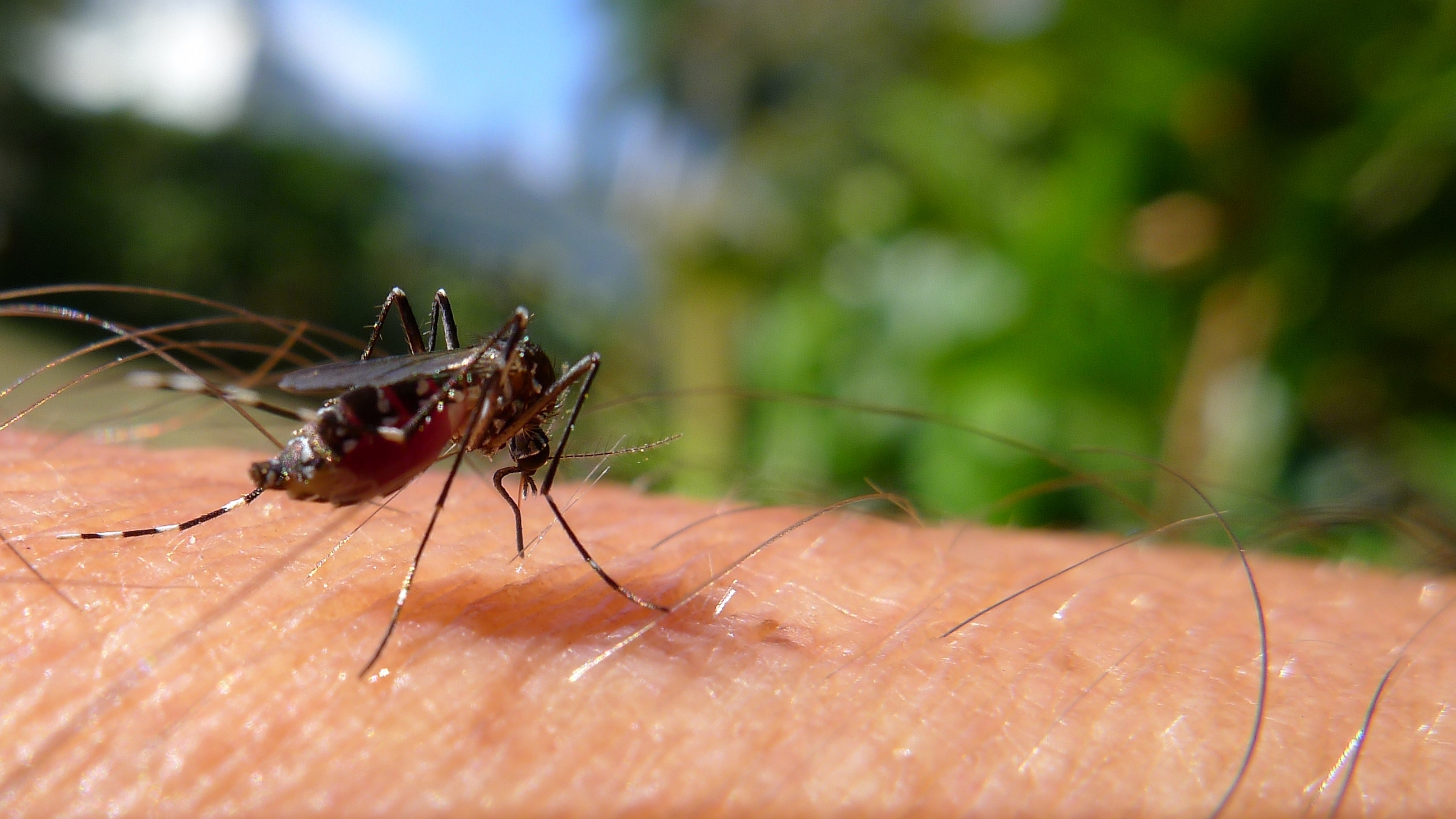 Australia: noi progrese în tratamentul malariei 